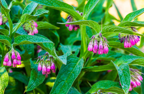 🌿 Traditional Secret Formula Organic Herbal Patch