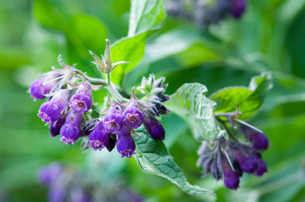 🌿 Traditional Secret Formula Organic Herbal Patch